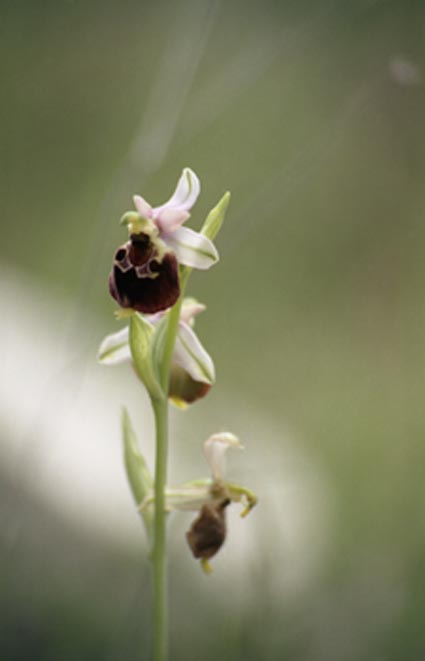 Ophrys biscutella